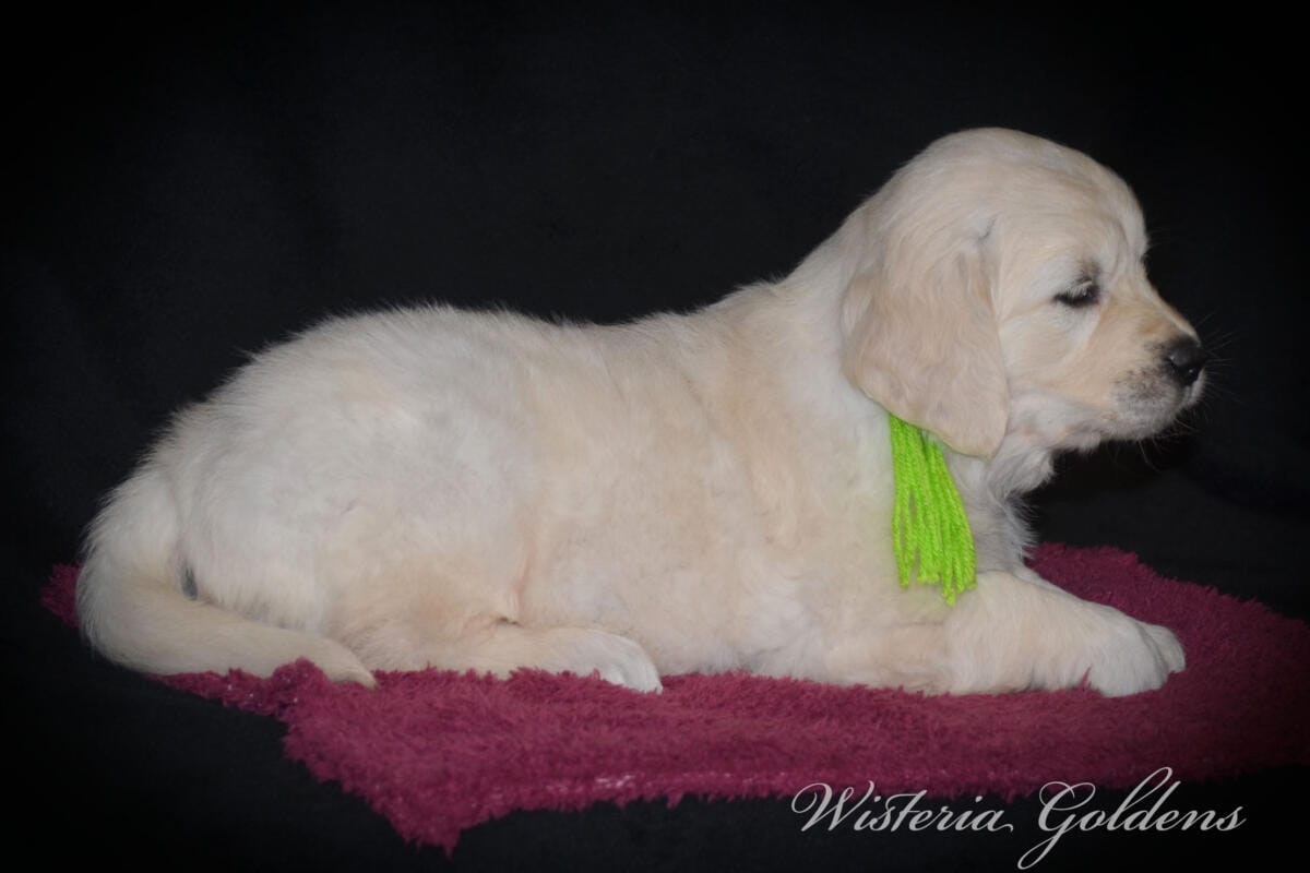 six weeks