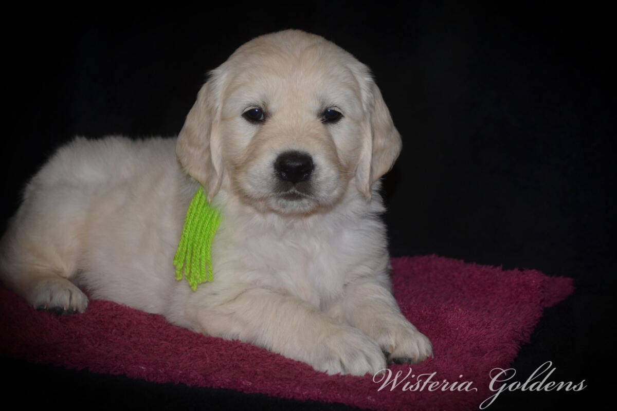 Milan (Trinity / Tahoe) & Theo – Litter Born 09/19/2025. 4 girls and 3 boys. #milan091925 English Cream Golden Retriever Puppy born and raised Wisteria Goldens part of our family until part of yours.
