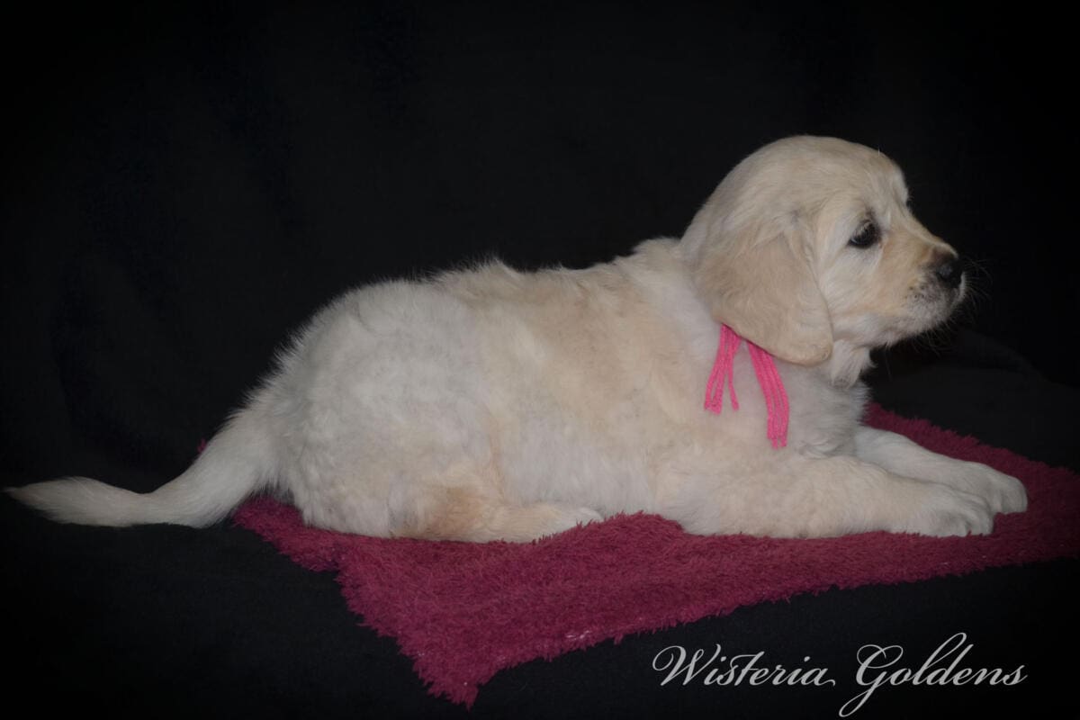 six weeks