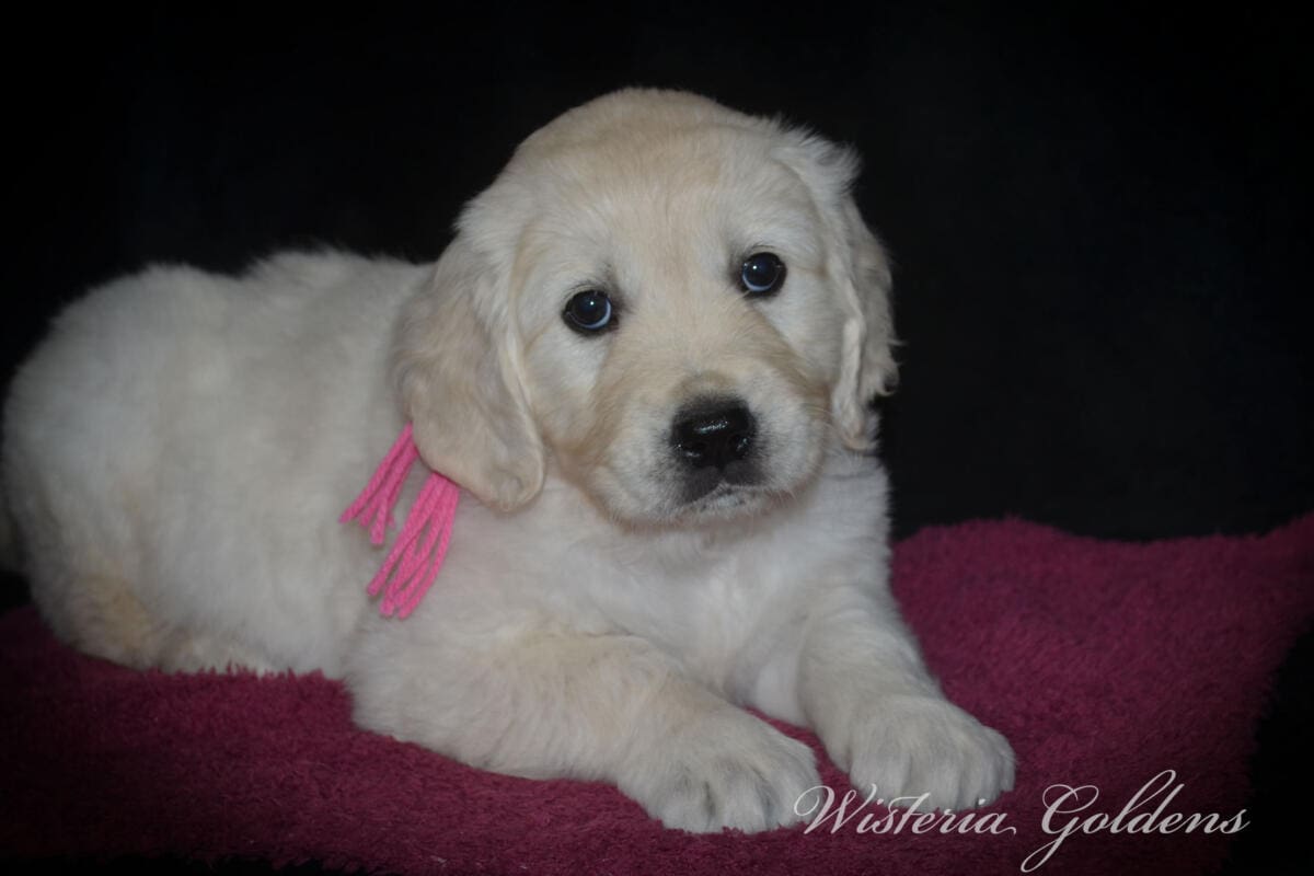 Milan (Trinity / Tahoe) & Theo – Litter Born 09/19/2025. 4 girls and 3 boys. #milan091925 English Cream Golden Retriever Puppy born and raised Wisteria Goldens part of our family until part of yours.