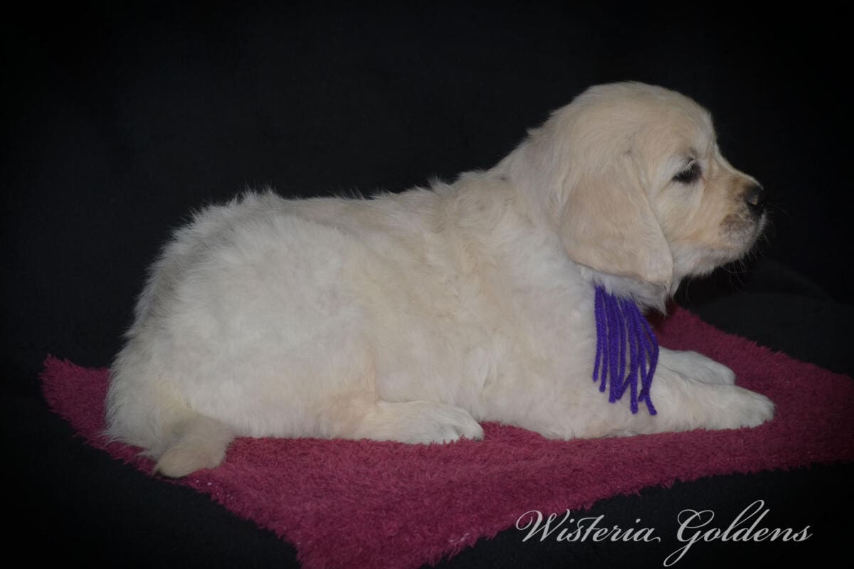 six weeks