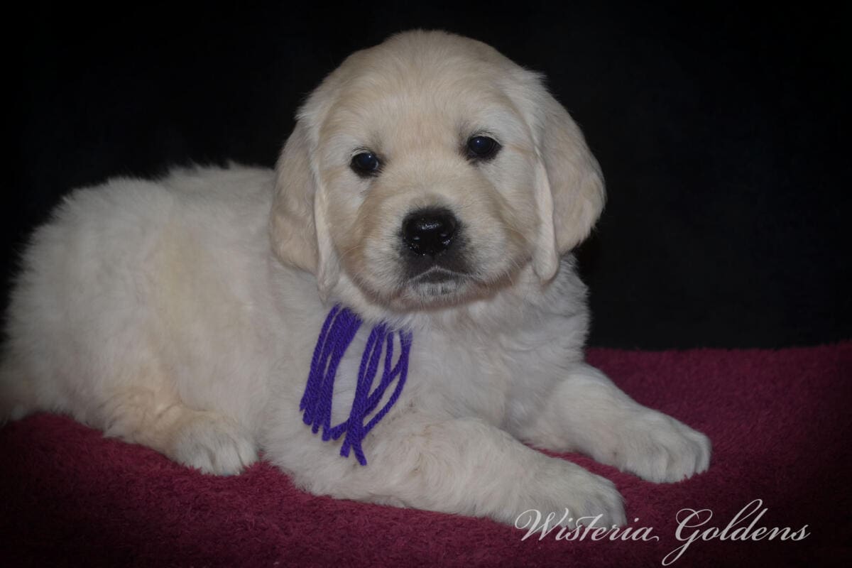 Milan (Trinity / Tahoe) & Theo – Litter Born 09/19/2025. 4 girls and 3 boys. #milan091925 English Cream Golden Retriever Puppy born and raised Wisteria Goldens part of our family until part of yours.