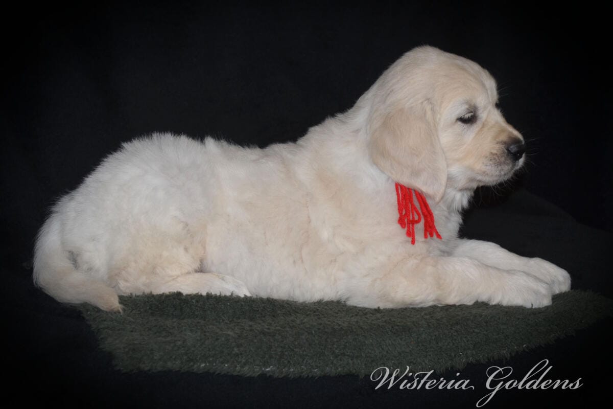 six weeks