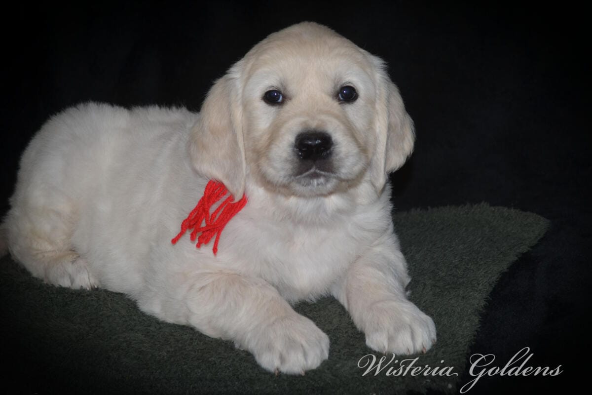 Milan (Trinity / Tahoe) & Theo – Litter Born 09/19/2025. 4 girls and 3 boys. #milan091925 English Cream Golden Retriever Puppy born and raised Wisteria Goldens part of our family until part of yours.