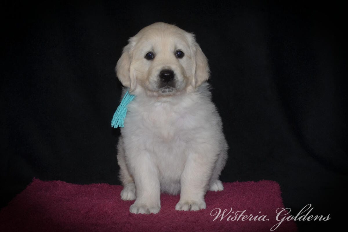 teal girl