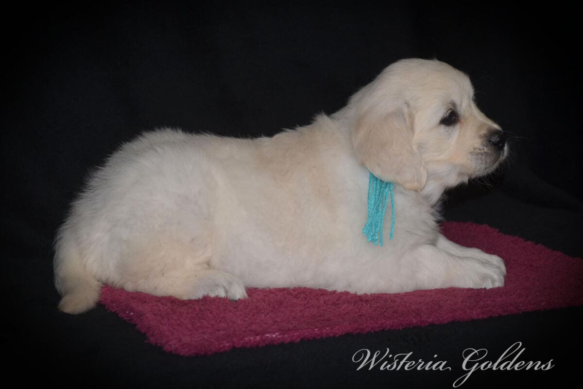 six weeks