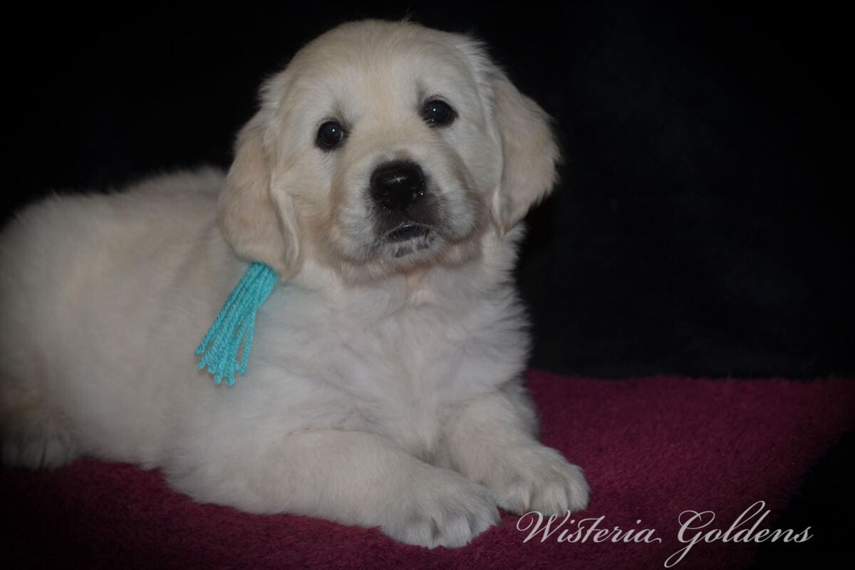 Milan (Trinity / Tahoe) & Theo – Litter Born 09/19/2025. 4 girls and 3 boys. #milan091925 English Cream Golden Retriever Puppy born and raised Wisteria Goldens part of our family until part of yours.