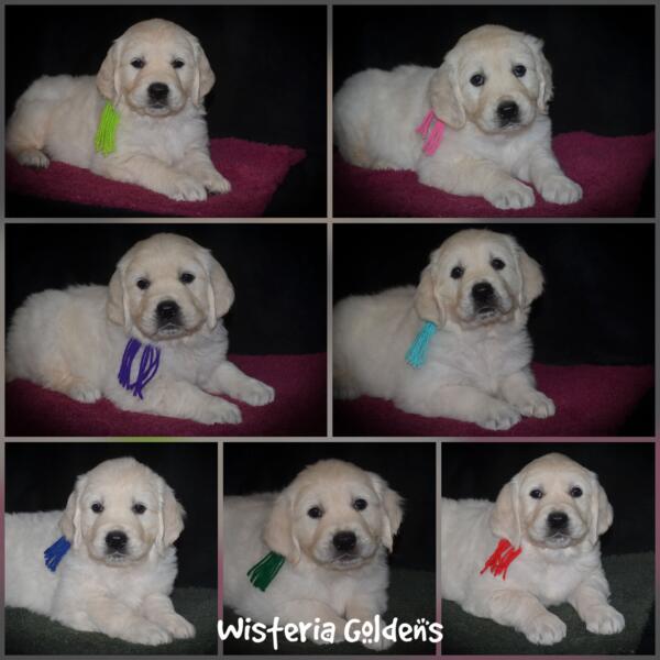 Milan litter six week picture day collage