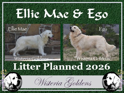 Available Upcoming and Planned Litters