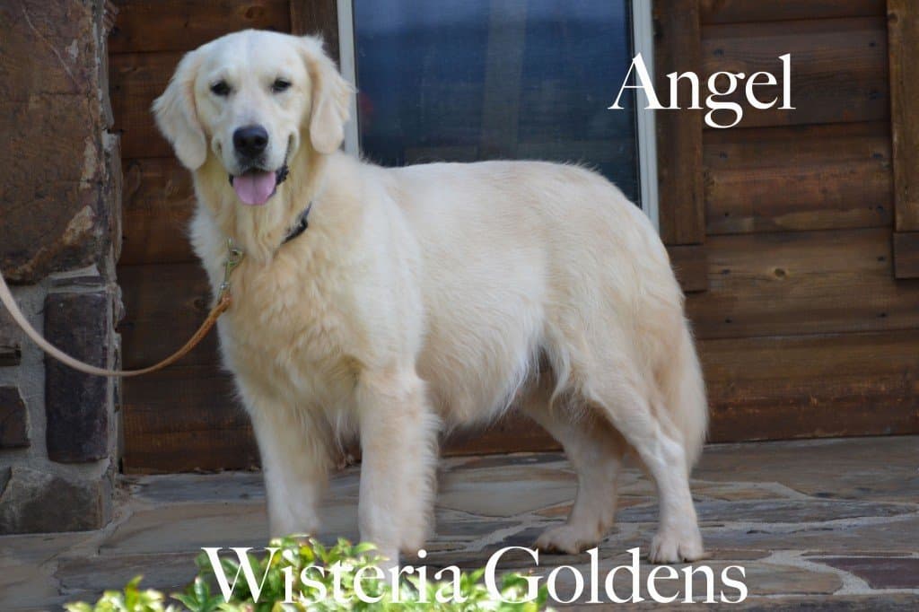 Angel English Cream Golden Wisteria Goldens Retired