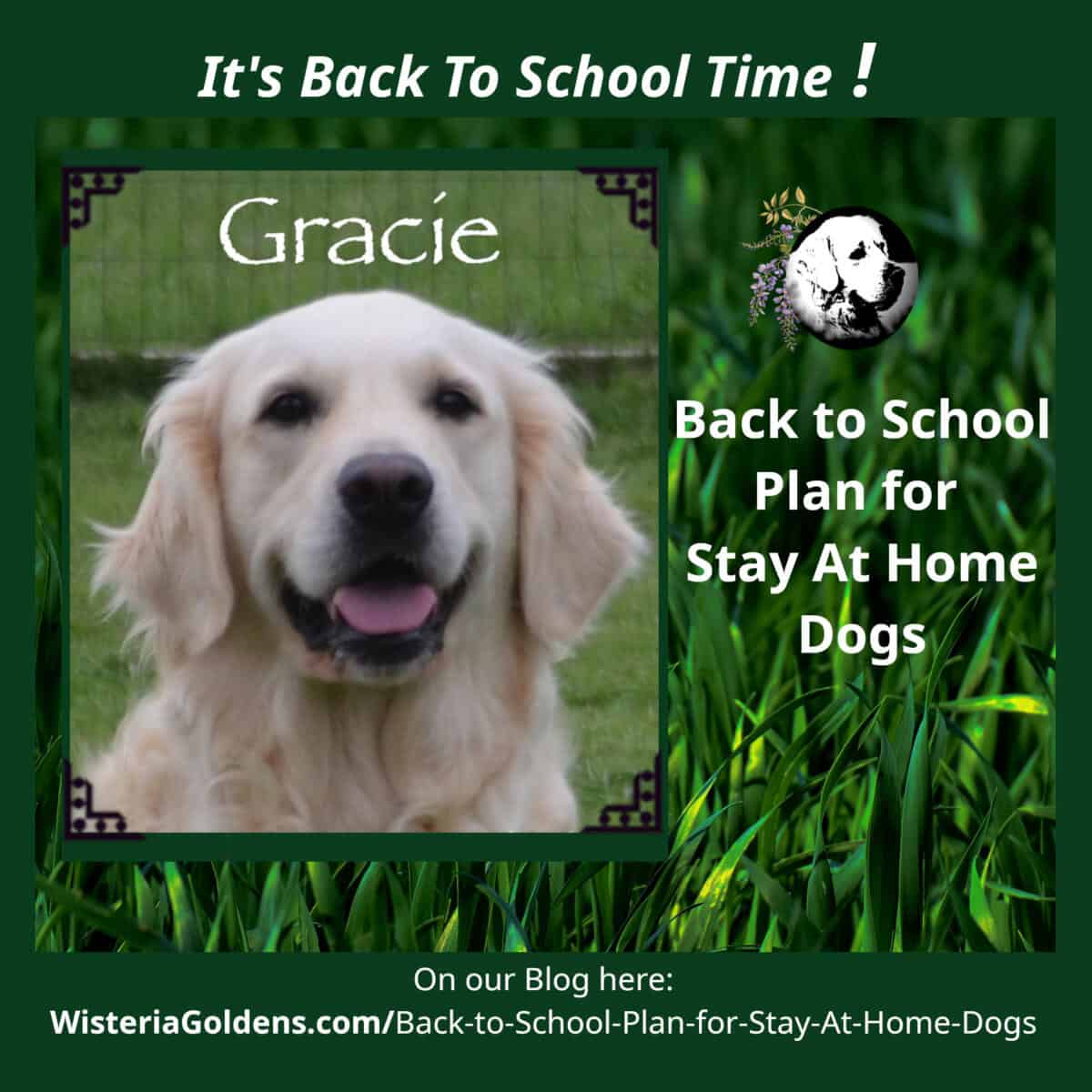 back to school plan for stay at home dogs