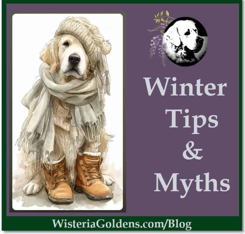 winter tips and myths pet care in winter