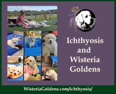Ichthyosis and Wisteria Goldens