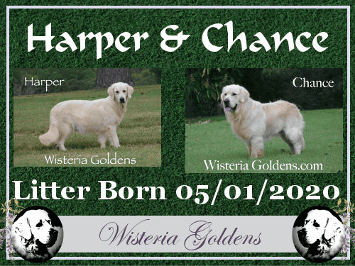 Harper Litter Born 05-01-2020 Harper/Chance English Cream Golden Retriever puppies for sale Wisteria Goldens raised as part of our family until they become part of yours.