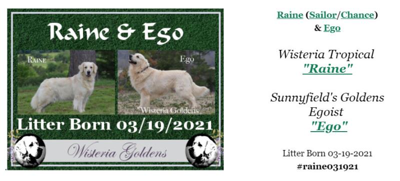Raine Litter Born 03-19-2021 English Golden Puppy Pictures Wisteria Goldens English Cream