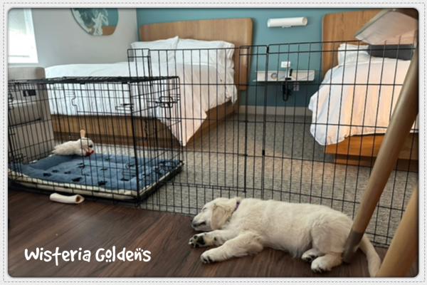 Traveling with pets crates