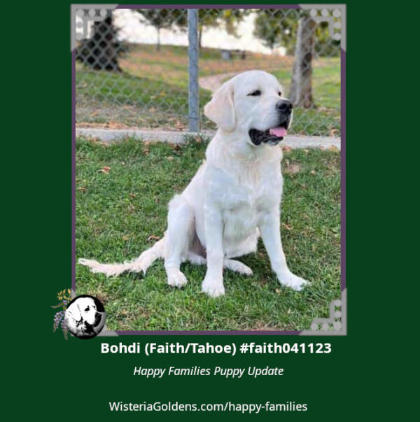 bohdi faith tahoe #faith041123