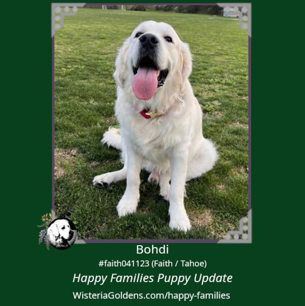 bohdi nine months happy families puppy update
