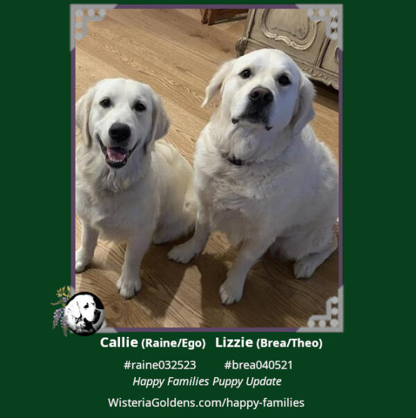 Callie and Lizzie Happy Families puppy update