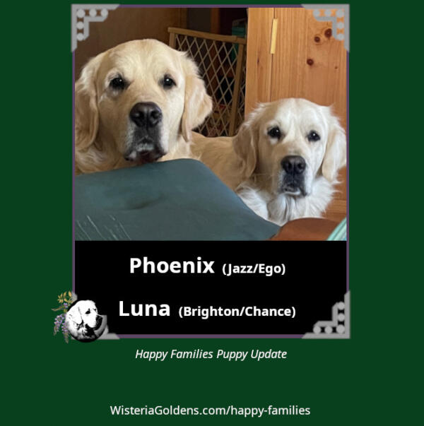 Phoenix (Jazz/Ego) Luna (Brighton/Chance)