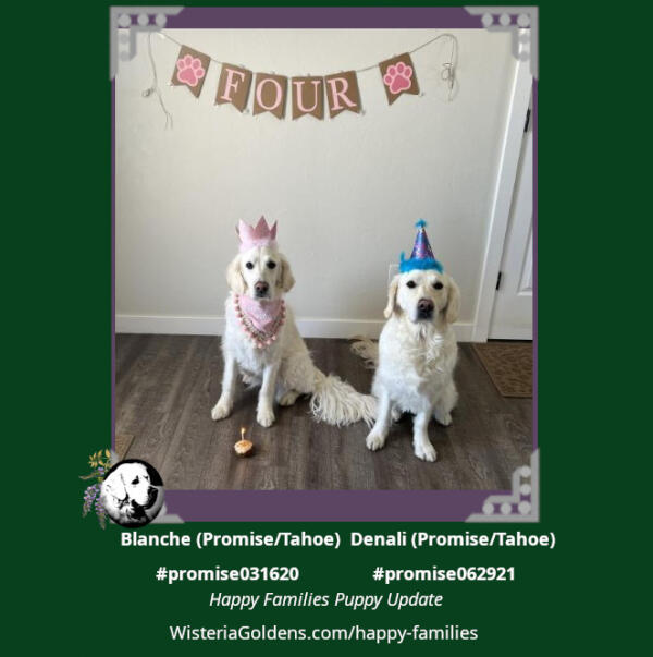 Blanche (Promise/Tahoe) & Denali (Promise/Tahoe)