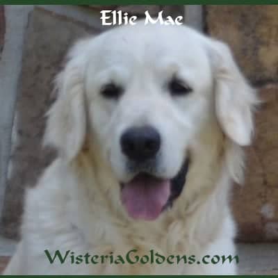 Ellie Mae English Cream Golden Retriever Wisteria Goldens