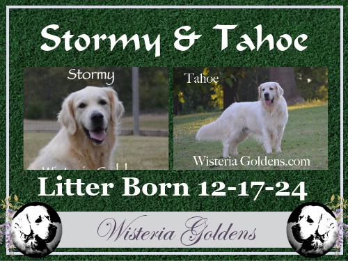 Stormy Litter Born 12-17-2024 
