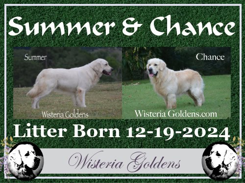 Summer litter born 12-19-2024 English Cream Golden Retriever puppies Wisteria Goldens raised part of our family until part of yours
