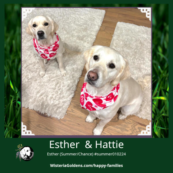 Esther (Summer/Chance) & Hattie Happy Wisteria Goldens families sharing about their English Cream Golden Retriever Puppies