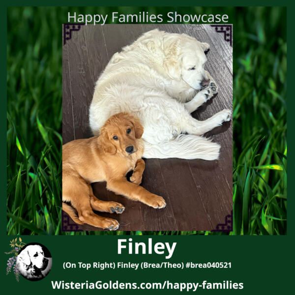 Finley (On Top Right) Finley (Brea/Theo) #brea040521
