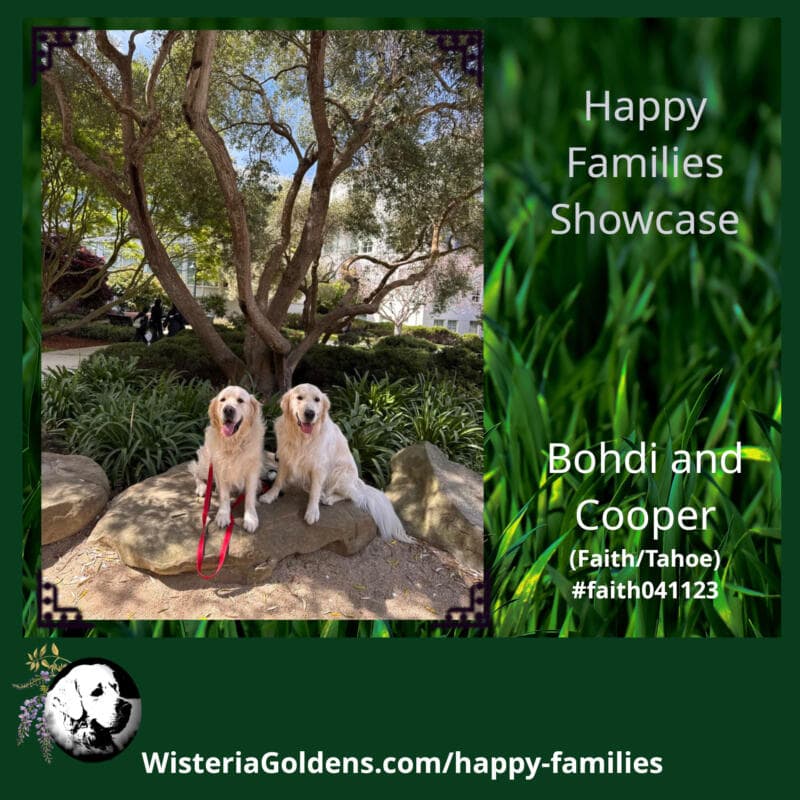 bohdi and cooper (faith/tahoe) #faith041123 English Cream Golden Retriever Puppy Update Happy Families Wisteria Goldens 