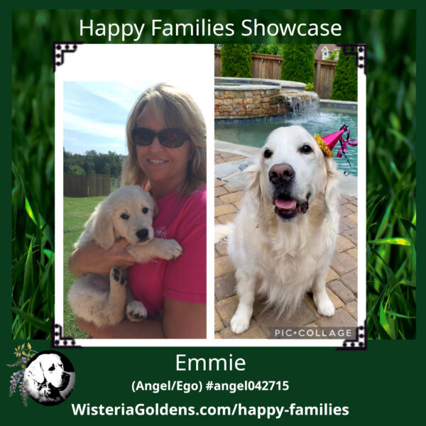 emmie angel ego #angel042715 English Cream Golden Retriever Puppy Update Happy Birthday! Emmie is 10 Years old