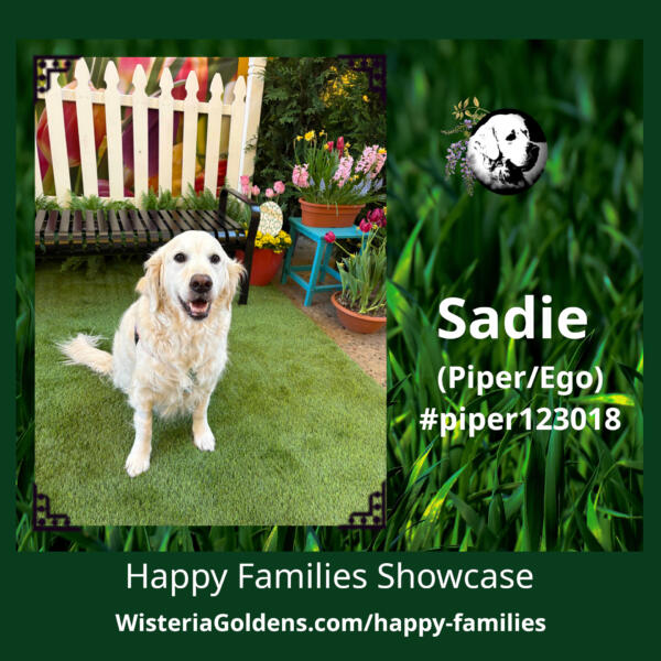 Sadie (Piper/Ego) #piper123018 Happy Families Puppy Update English Cream Golden Retriever Wisteria Goldens raised part of our family until part of yours.