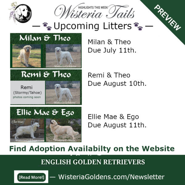 preview of wisteria tails newsletter / digest June 13 Wisteria Goldens English Golden Retriever upcoming litters Milan & Theo due july 11th. Remi and Theo due August 10th and Ellie Mae & Ego due August 11th. Adoption Applications are open find out availability on the website or call/text to talk