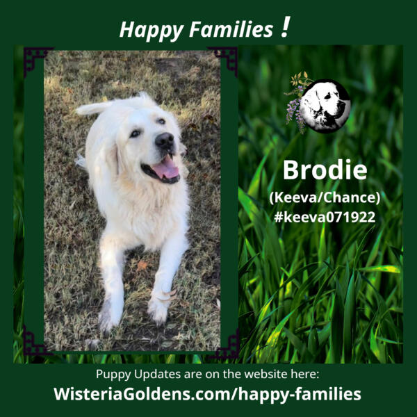 happy families wisteria goldens puppy update brodie keeva chance #keeva071922 born and raised wisteria goldens part of our family until part of yours
