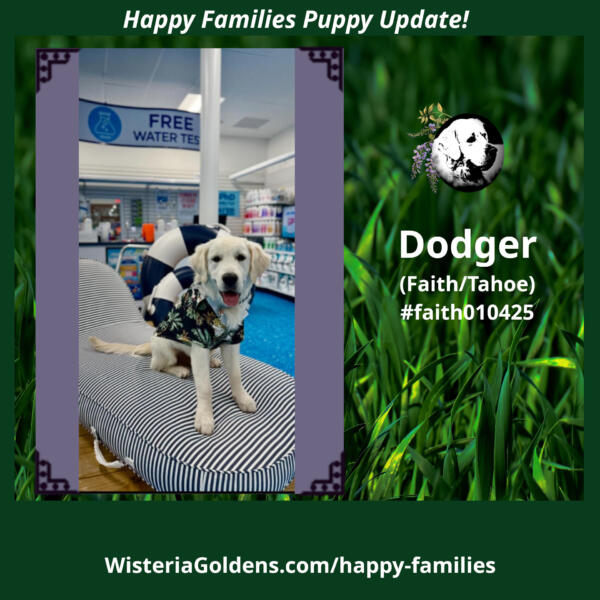 dodger faith tahoe #faith010425 happy families puppy update wisteria goldens raised part of our family until part of yours