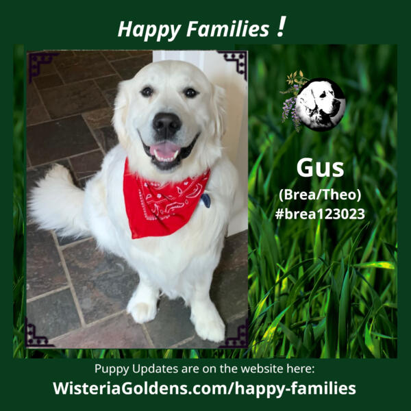 Happy Families Gus (Brea/Theo) #brea123023 Puppy Update from Happy Families Wisteria Goldens English Cream Golden Retriever Puppies