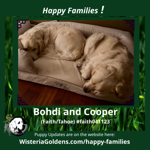 Happy Families Puppy Update Bohdi and Cooper (Faith/Tahoe)