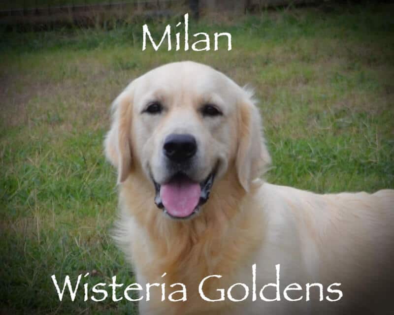 Milan (Trinity / Tahoe) English Cream Golden Retriever born and raised Wisteria Goldens