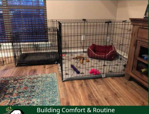 Crate & Ex-Pen Training Your Puppy