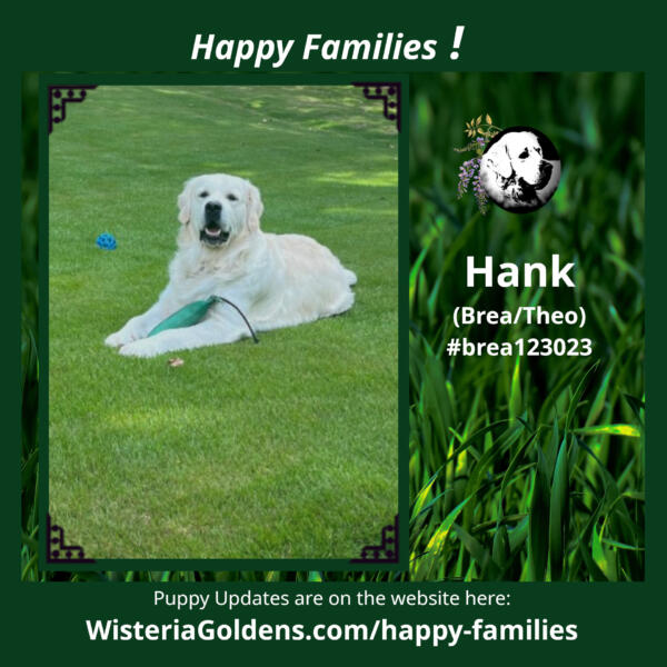 happy families Hank (Brea/Theo) #brea123023