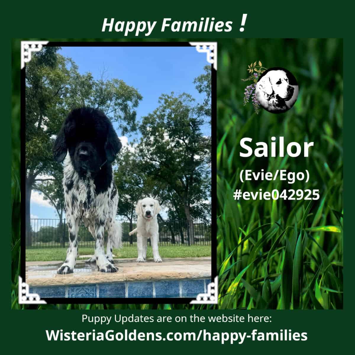Sailor (Evie/Ego) #evie042925 Happy Families Puppy Update