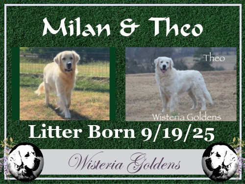 Milan Litter Born 09-19-2025 English Cream Golden Retriever Puppies Raised part of our family until part of yours at Wisteria Goldens