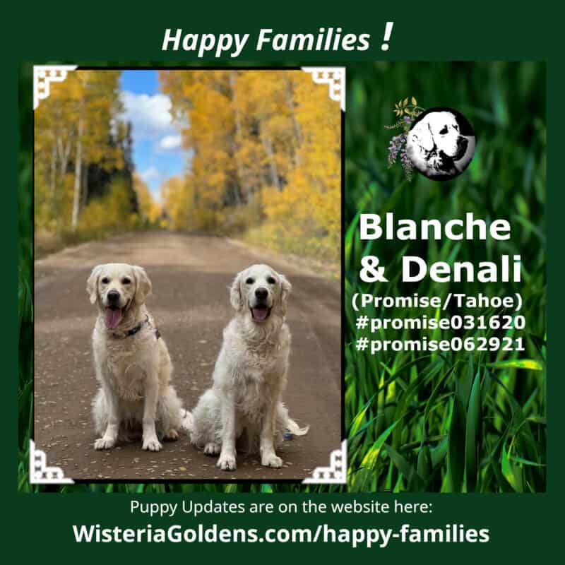Blanche & Denali (Promise/Tahoe) #promise031620 #promise062921 Happy Families puppy update Wisteria Goldens English Cream Golden Retrievers