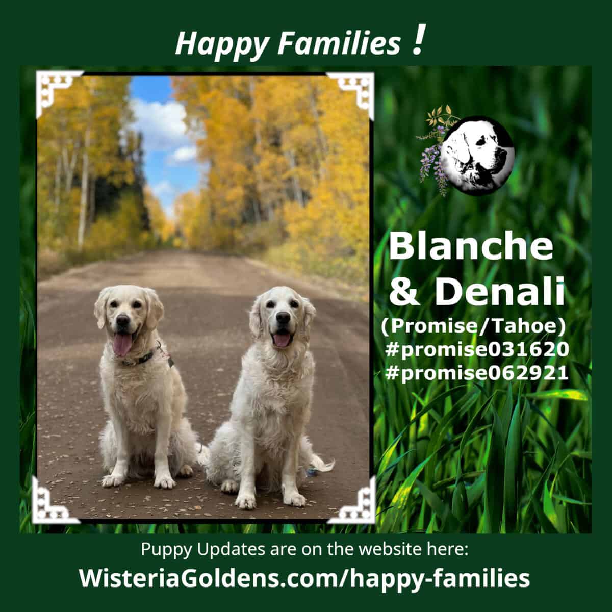 Blanche & Denali (Promise/Tahoe) #promise031620 #promise062921 Happy Families puppy update Wisteria Goldens English Cream Golden Retrievers