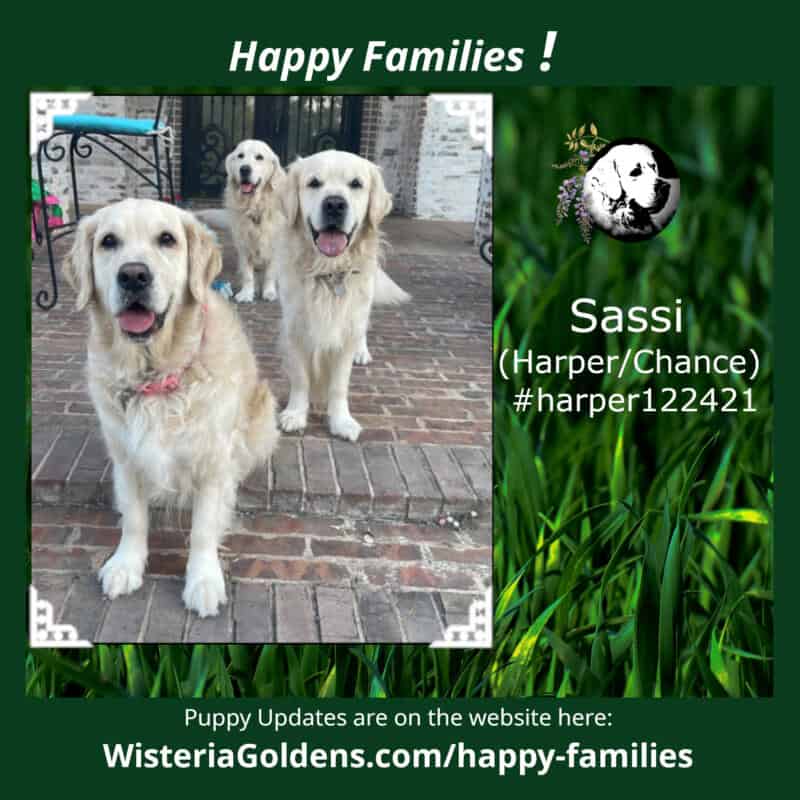 Sassi (Harper/Chance) #harper122421