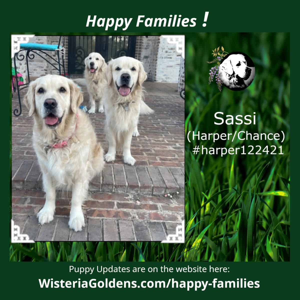 Sassi (Harper/Chance) #harper122421