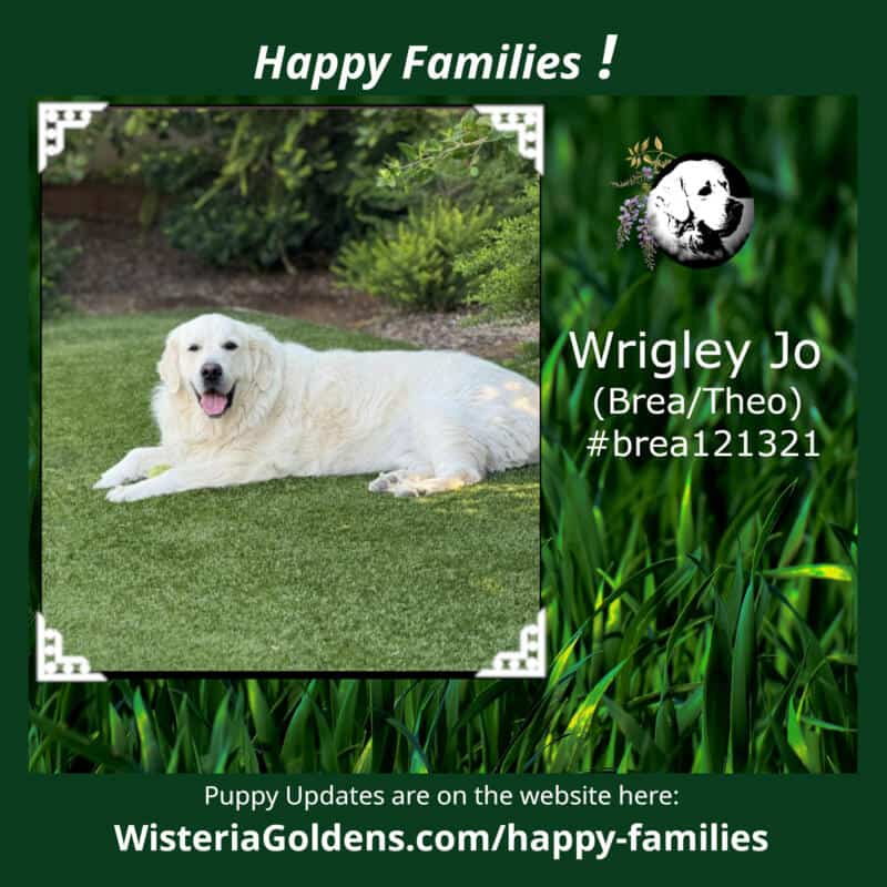Wrigley Jo (Brea/Theo) #brea121321 Happy Families Wisteria Goldens Puppy update English Cream Golden Retriever four year old 