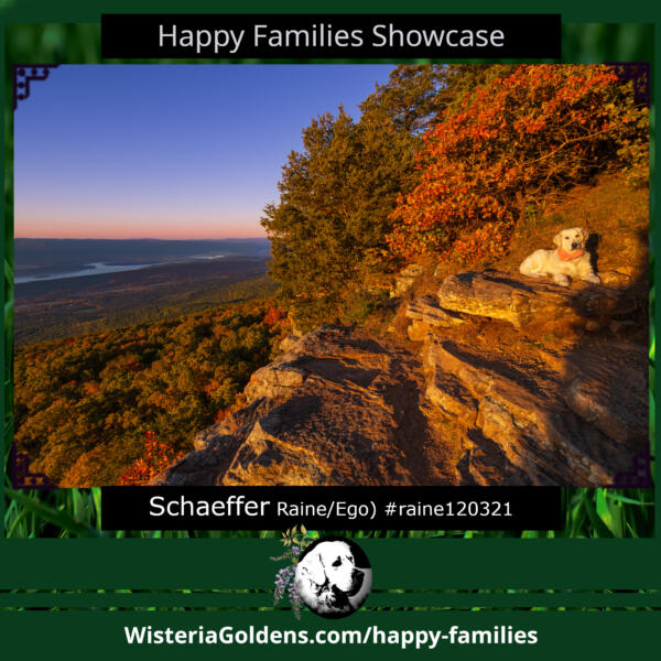 Schaeffer (Raine/Ego) #raine120321 Happy Families Puppy Update. English Cream Golden Retriever Puppy born Wisteria Goldens raised part of our family until part of yours.