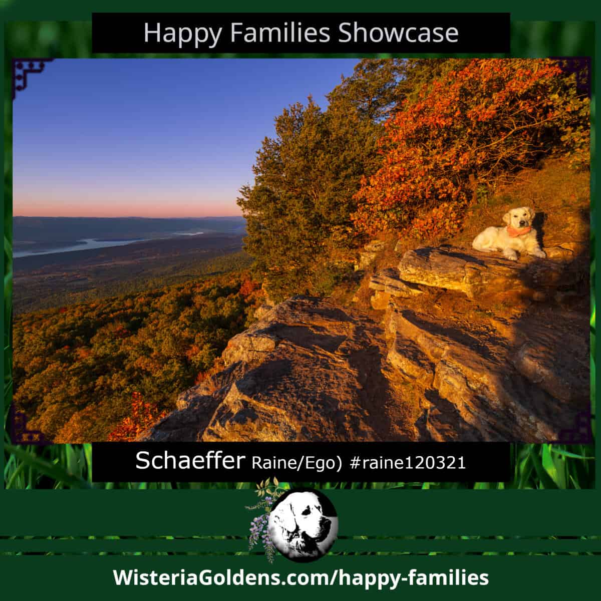 Schaeffer (Raine/Ego) #raine120321 Happy Families Puppy Update. English Cream Golden Retriever Puppy born Wisteria Goldens raised part of our family until part of yours.